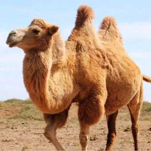 The Camel 1.1.3