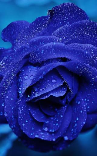 Blue Rose Live Wallpaper screenshot 1