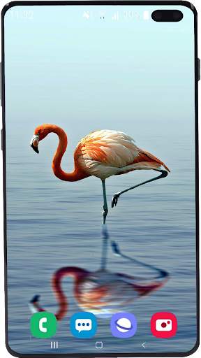 Flamingo Wallpaper HD screenshot 5