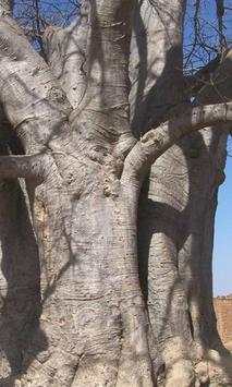 Baobab wallpapers screenshot 4