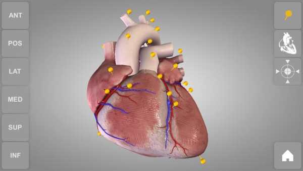 Heart 3D Anatomy Lite screenshot 6