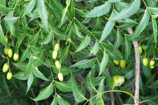 Neem Oil For Health screenshot 2