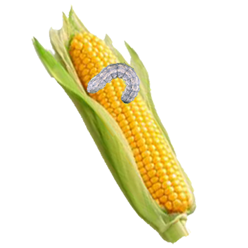 Maize Pests and Diseases أيقونة