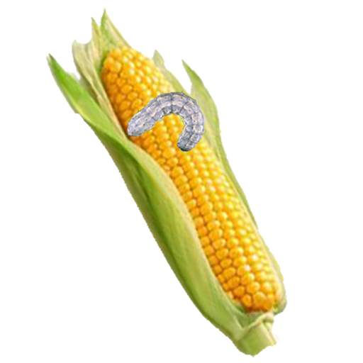 Maize Pests and Diseases 2.4