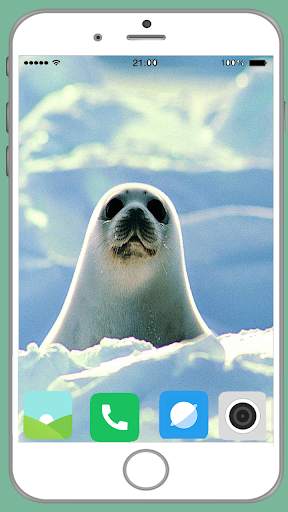 Harb Seal Full HD Wallpaper screenshot 2
