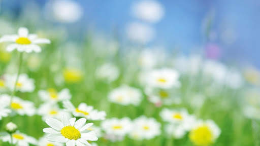 Daisy Wallpapers 4 تصوير الشاشة
