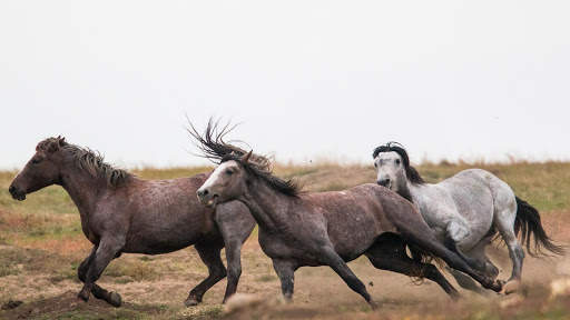 Horses Live Wallpaper : 7fon & LWP screenshot 11