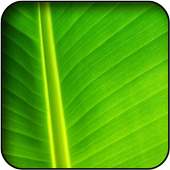 Green Wallpapers on 9Apps