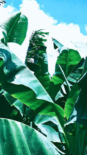 Green Leaf APUS Live Wallpaper screenshot 6