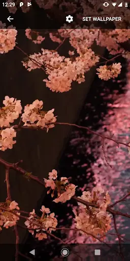 Japanese Sakura Garden Video Wallpapers Gallery screenshot 2