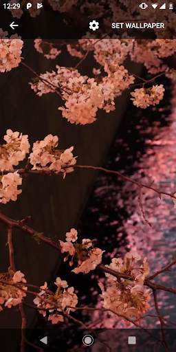 Japanese Sakura Garden Video Wallpapers Gallery screenshot 2