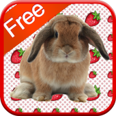 Bunny Games for Kids - Free icon