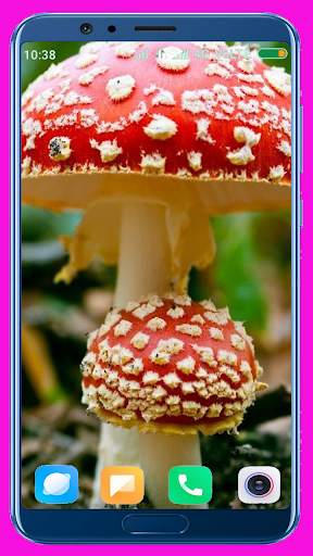 Mushroom HD Wallpaper screenshot 2