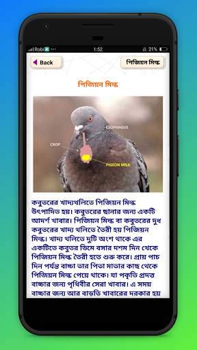 কবুতর পালন ও চিকিৎসা Kobutor palon screenshot 4