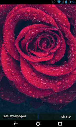 Flowers Wallpapers Ultra HD - Flowers 4K Wallpaper screenshot 1