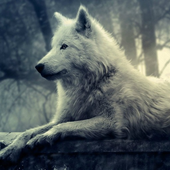 Wolves Water LWP icon