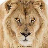 Lion Puzzles Lite 1.0