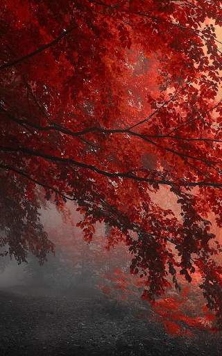 Forest Live Wallpaper HD screenshot 7