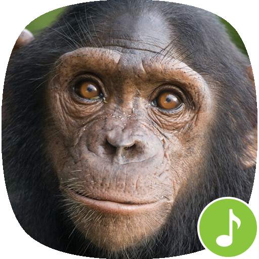 Appp.io - Chimpanzee sounds 1.0.4