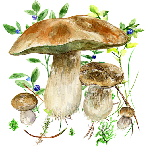 Mushrooms app icon
