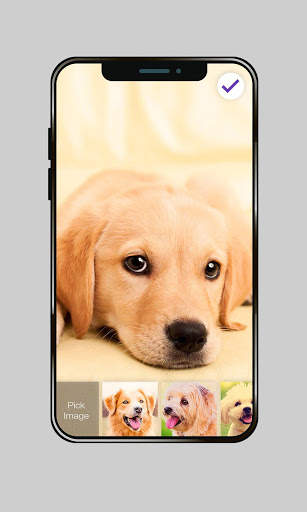 Labrador Dog Domestic Pet Lock Screen Password screenshot 2