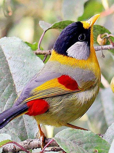Bird Puzzle स्क्रीनशॉट 7