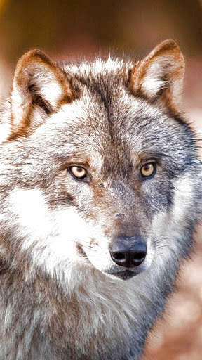 Wolf Wallpapers HD & 4k Backgrounds screenshot 2