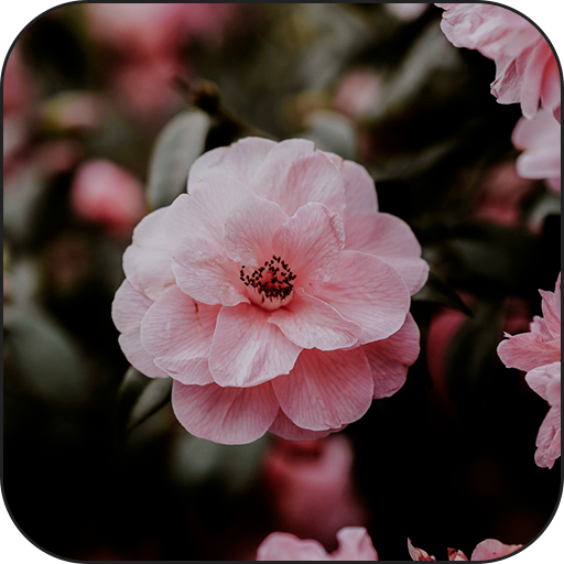 Live wallpaper - HD wallpaper icon