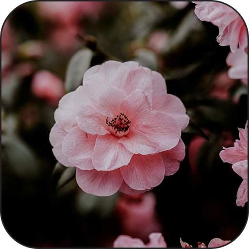 Live wallpaper - HD wallpaper 1.0.1