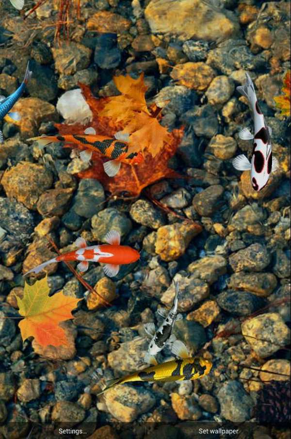 Koi Special Free Live Wallpaper screenshot 5