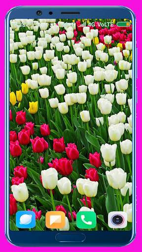 Tulips Flower Wallpaper Best 4K screenshot 2