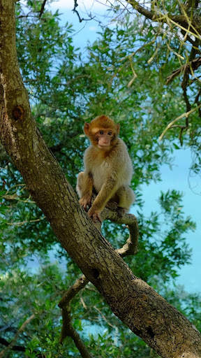 Monkey HD Wallpaper screenshot 8