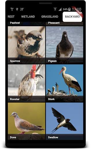 Bird Sounds स्क्रीनशॉट 5