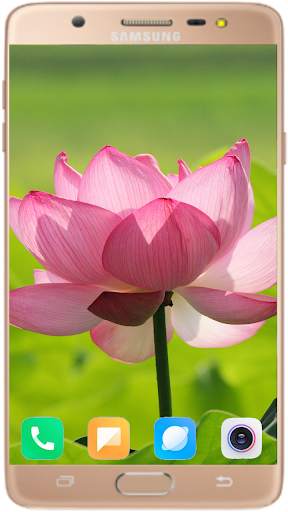 Lotus Wallpaper Best HD screenshot 7