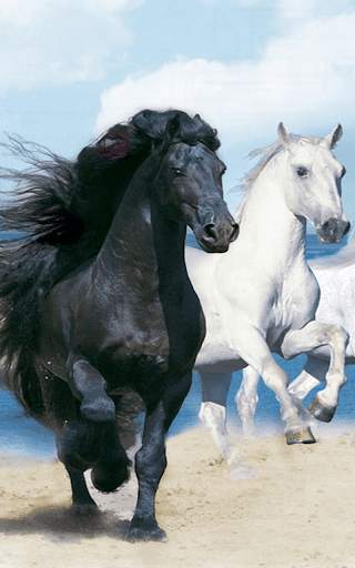 Horses Live Wallpaper HD screenshot 4