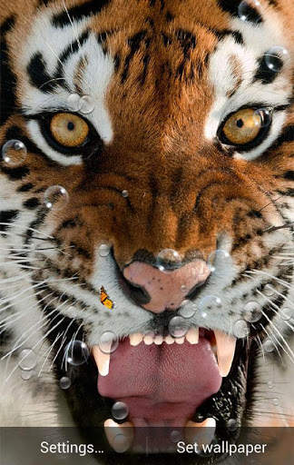 Tigers Live Wallpaper screenshot 3
