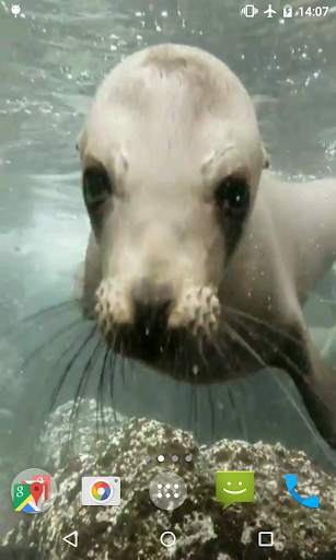 Sea Lions Video Live Wallpaper screenshot 2