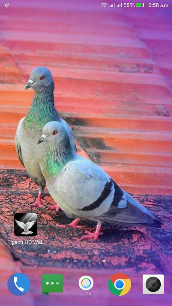 Pigeon HD Wallpaper screenshot 13