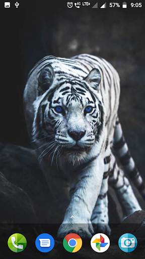 White Tiger Wallpaper Hd screenshot 1
