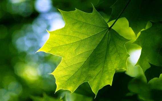 Natural wallpaper HD screenshot 10