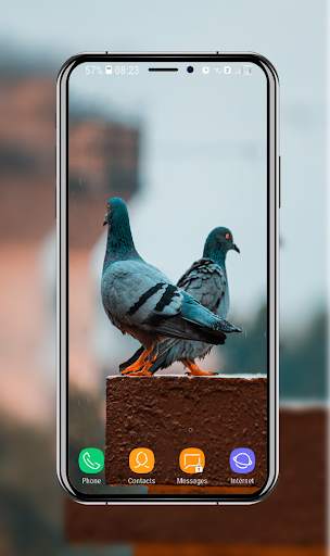 New Pigeon Wallpaper screenshot 7
