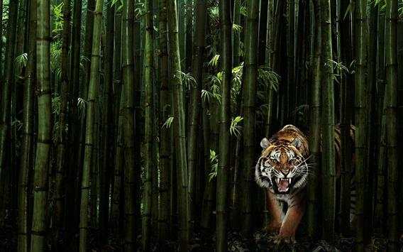 Tigers - HD Wallpapers 3 تصوير الشاشة