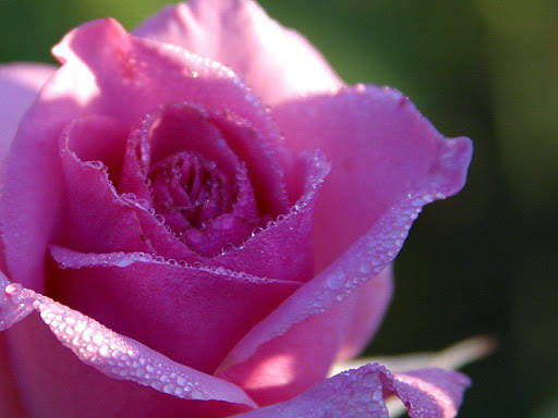 Rose Wallpapers screenshot 2