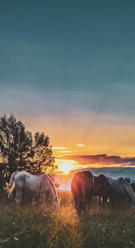 HD Mobile Wallpaper 2020: 1000K   sfondi screenshot 11