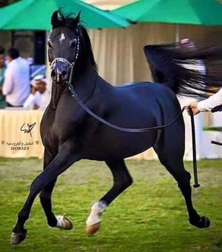 خيول المجد العربي скриншот 4