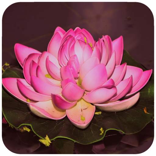 Lotus Wallpaper 1.1