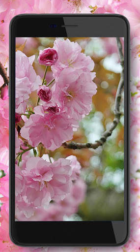 Cherry Sakura screenshot 6