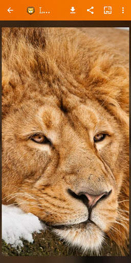 🦁 Lion Wallpaper : Wild King Backgrounds screenshot 7