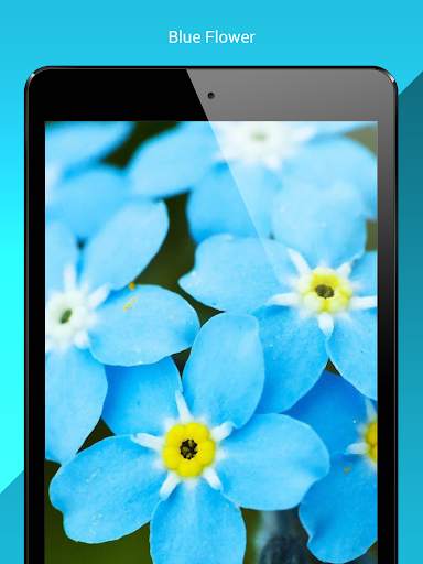 My Flowers Colors HD WALLPAPER screenshot 14