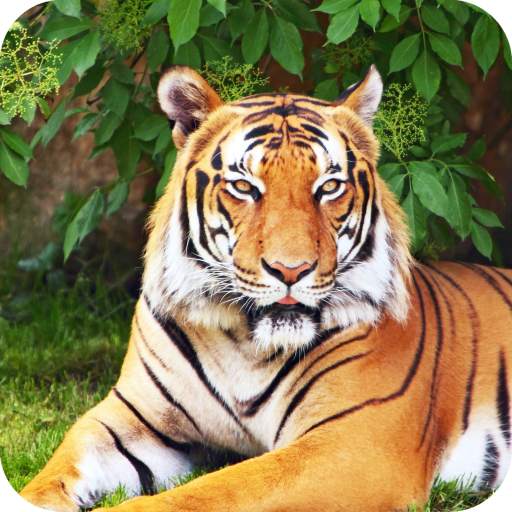Royal Tiger Wallpaper HD 1.012